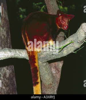 zoology / animals, mammal / mammalian, kangaroos, Matschie`s Tree-kangaroo, (Dendrolagus matschiei), sitting on branch, distribu Stock Photo